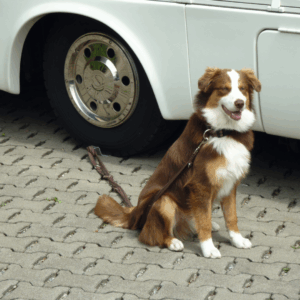 49489 1.a1a2b1fa.png